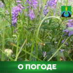 О погоде