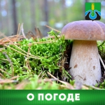 О погоде