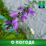 О погоде
