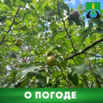 О погоде