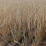 IMG-54e20010b3f42f73ce8ca01f64f6bab9-V.jpg - Тулунский район
