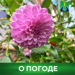 О погоде