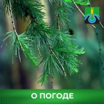 О погоде!
