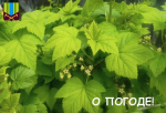 О погоде